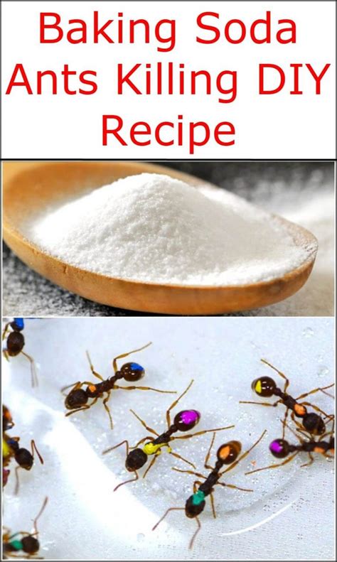 Baking soda to kill ants. Things To Know About Baking soda to kill ants. 